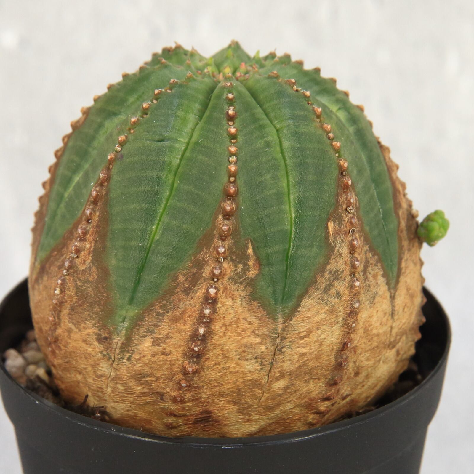 オス 発根済み ユーフォルビア ミニオベサ 子株 木質化 Lighthouse Plants 海外実生株のオベサを中心に 輸入植物を扱うプランツ セレクトショップ