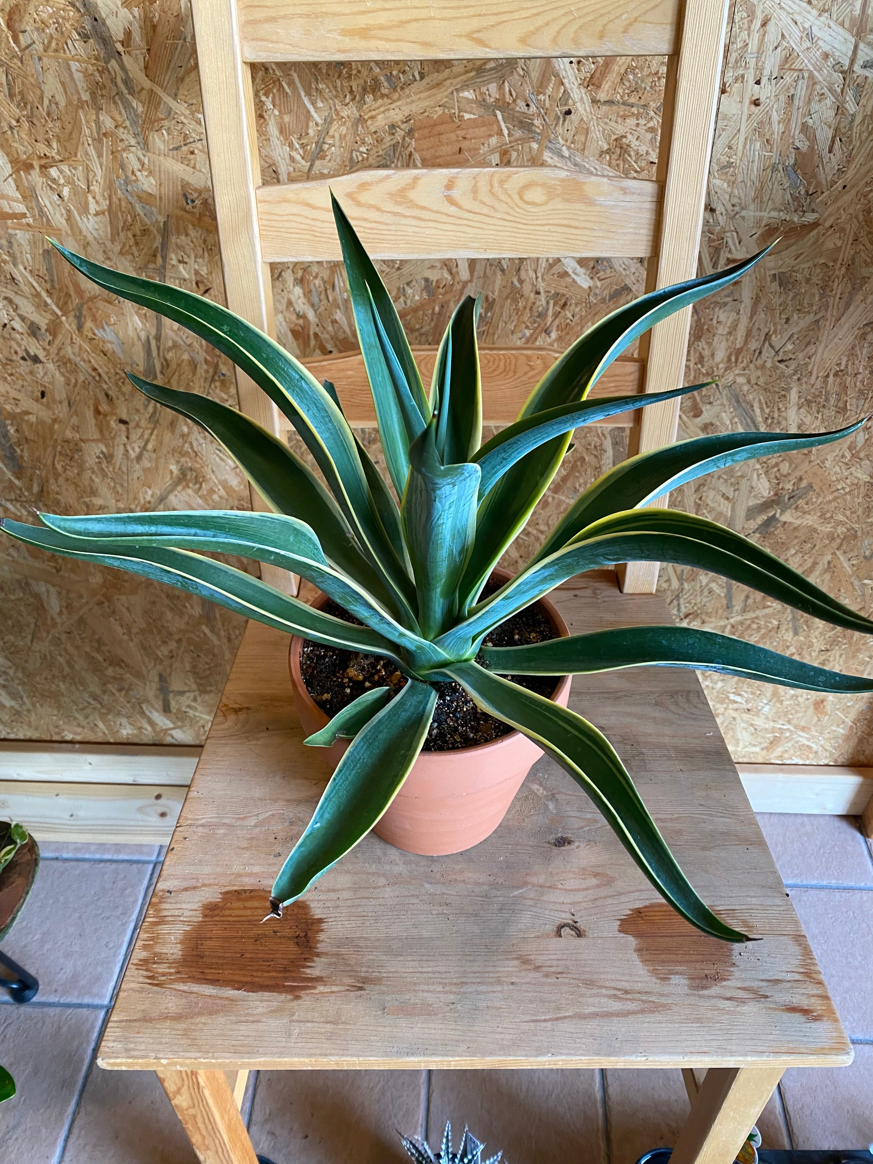 アガベベネズエラ みーこ様 確認 用 観葉植物・多肉植物 アガベ・ベネズエラ / 8寸・W70cm×H70cm