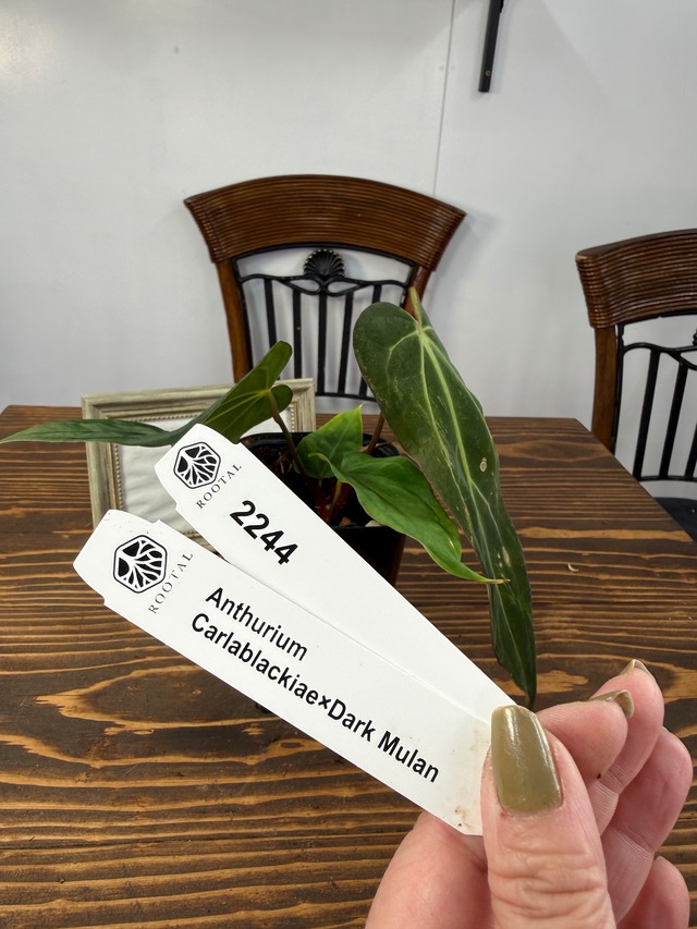 ★2244　アンスリウム　カーラブラッキーアイ×ダークムーラン(3.5号硬質ポット）