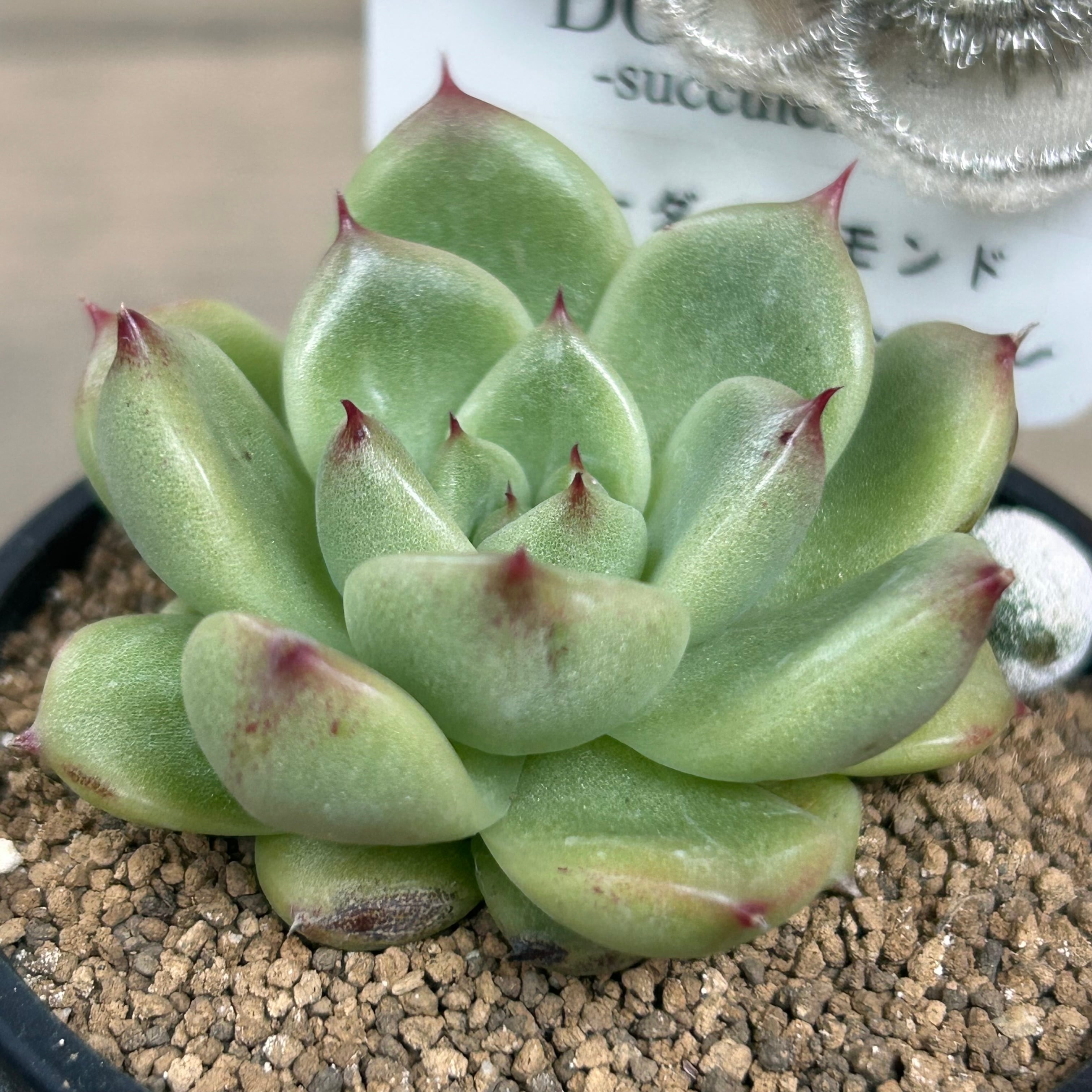 ブルーダイヤモンド | RuPo 多肉植物専門店