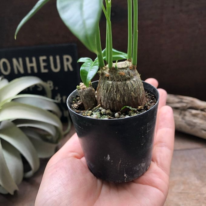パキラ塊根仕立て ミニサイズ 観葉植物 ガーデニング | 植物の店ベリー