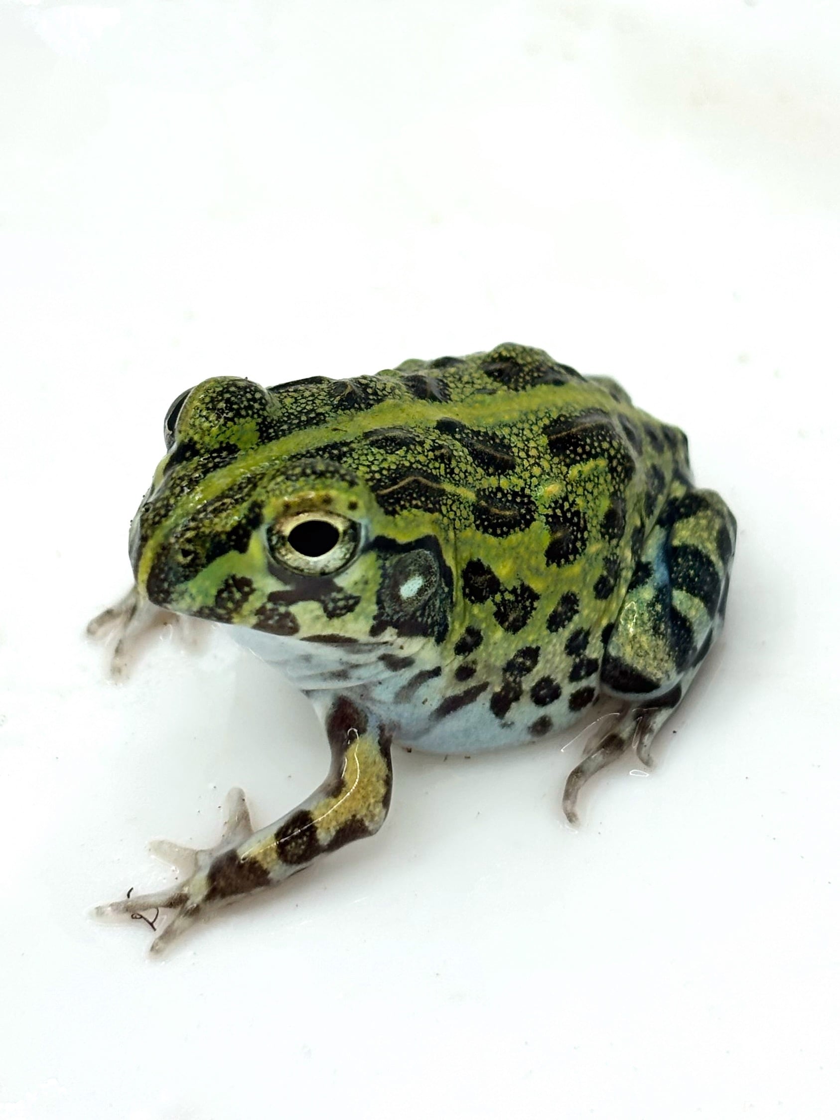 兵庫県産トノサマガエル 1匹 | まるころ商店〜まるくてころころした