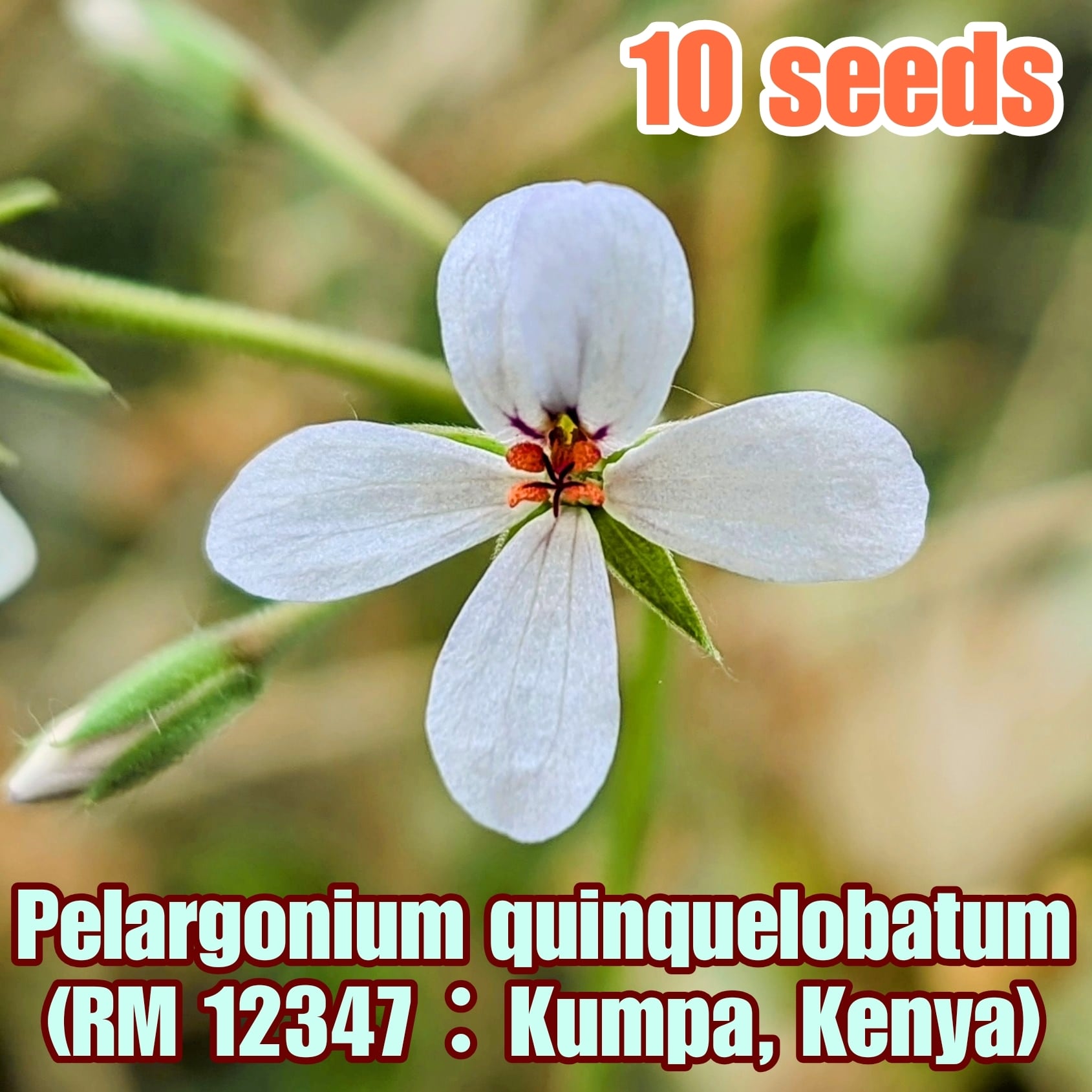 種子(少量パック)/5粒】Pelargonium fulgidum (Umdaus, RSA