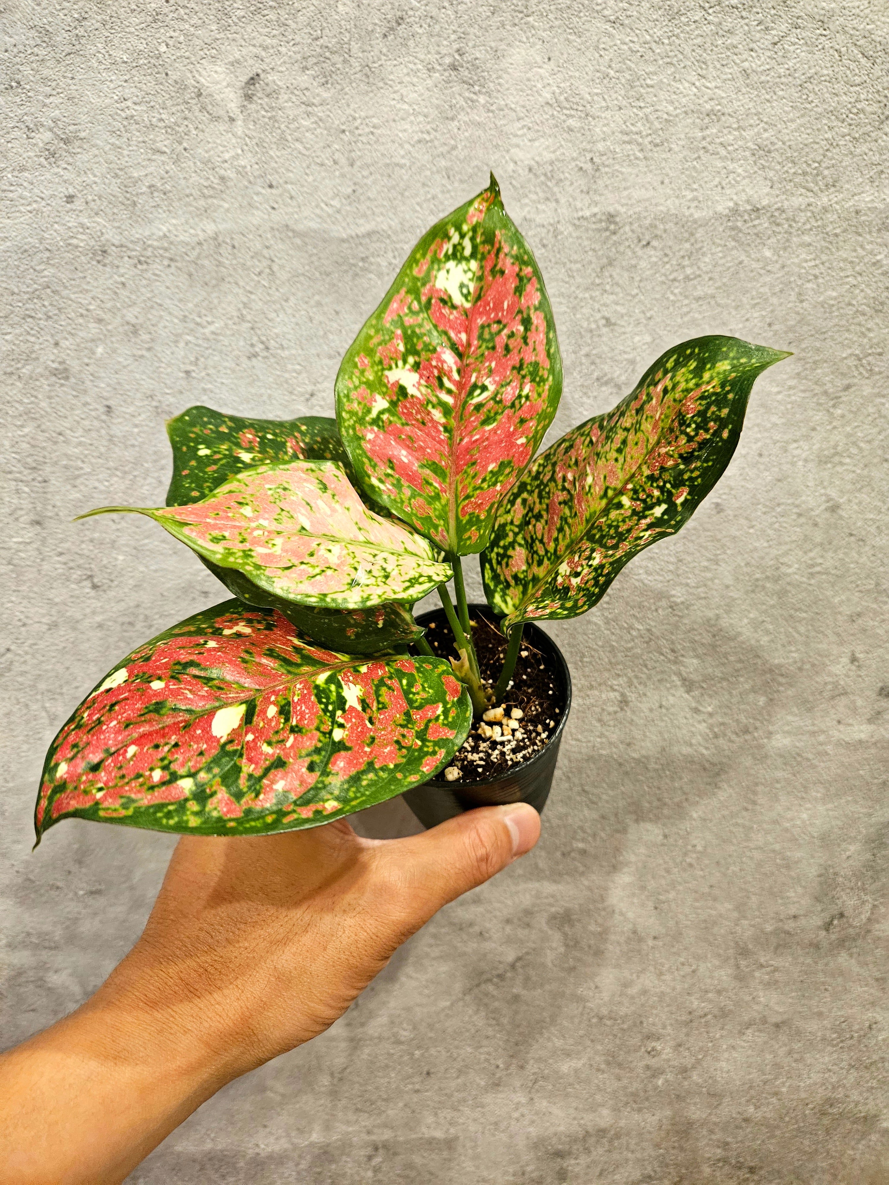 Unyamanee Tricolor アグラオネマ アンヤマニー トリカラー