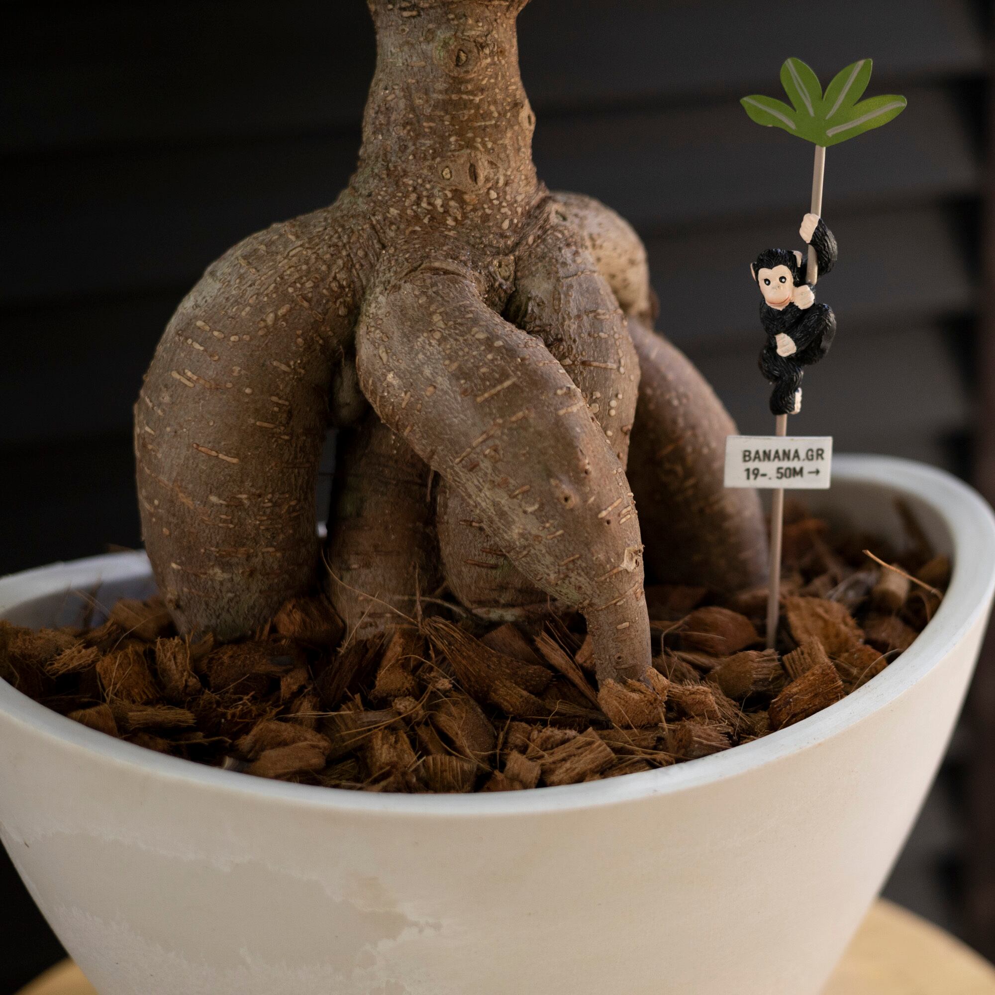 運気UP ガジュマルの木 7号 ピック付 観葉植物 ガジュマル 多幸の木