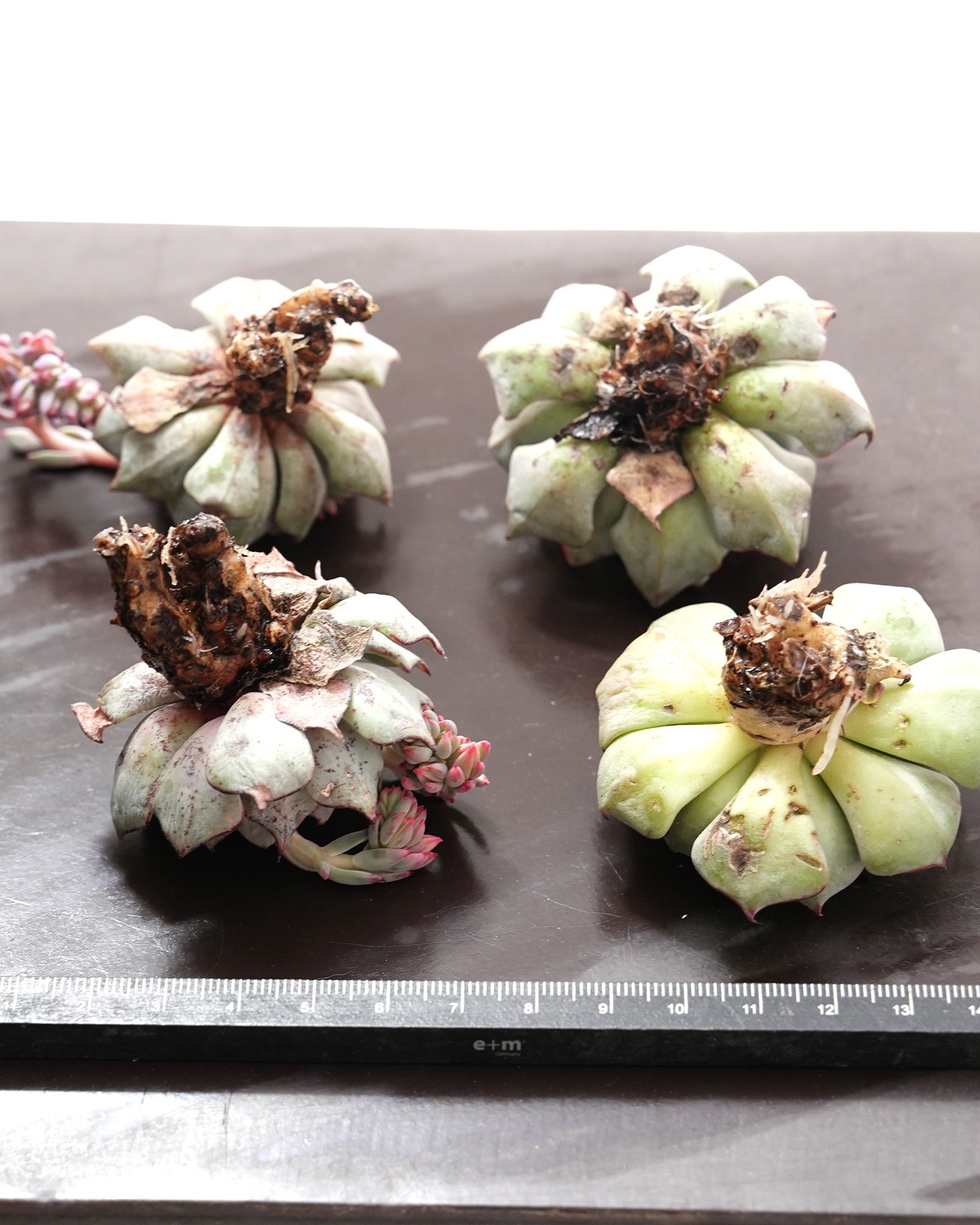 発根済カット苗 ストリクティフローラ ノバ Echeveria strictiflora Nova