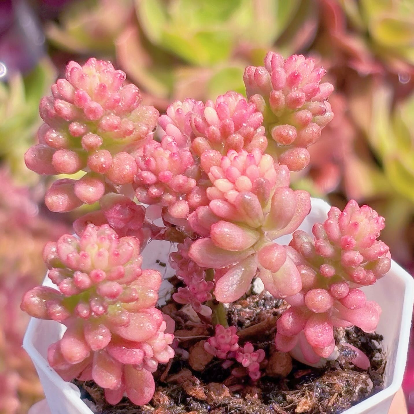 多肉植物 レッドベリー錦 新入荷 るる農園 | るる農園~多肉植物専門