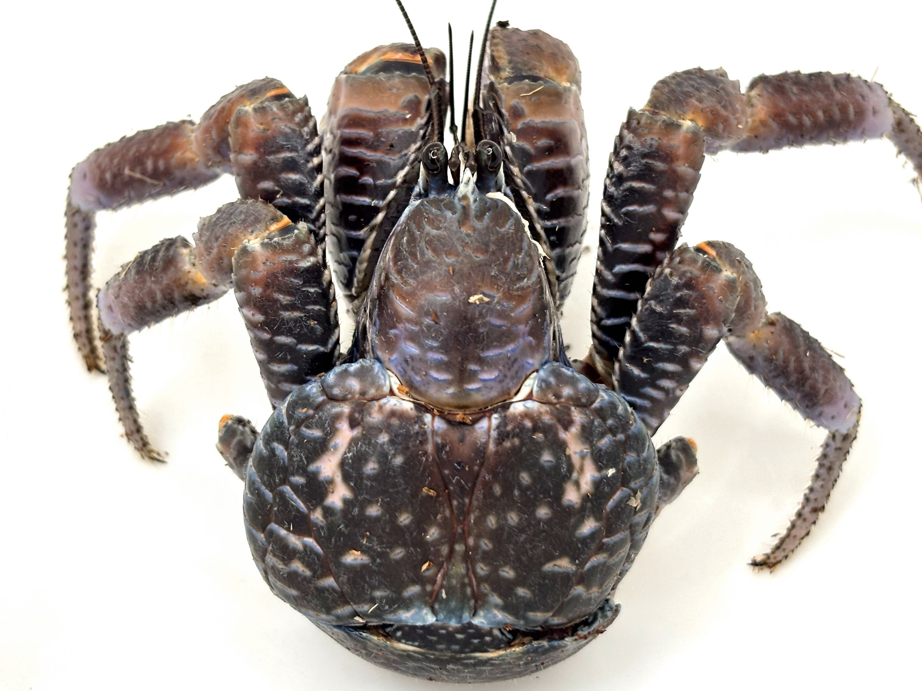 ヤシガニSS♀④ 1匹 | まるころ商店〜まるくてころころした生き物を