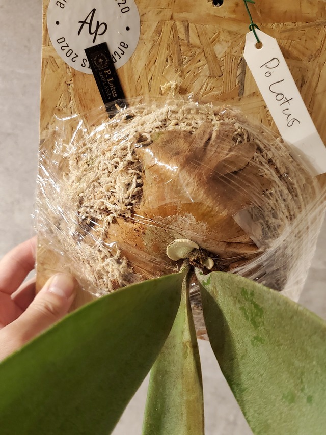 P.Lotus  【artPLANTs】ビカクシダ/Platycerium