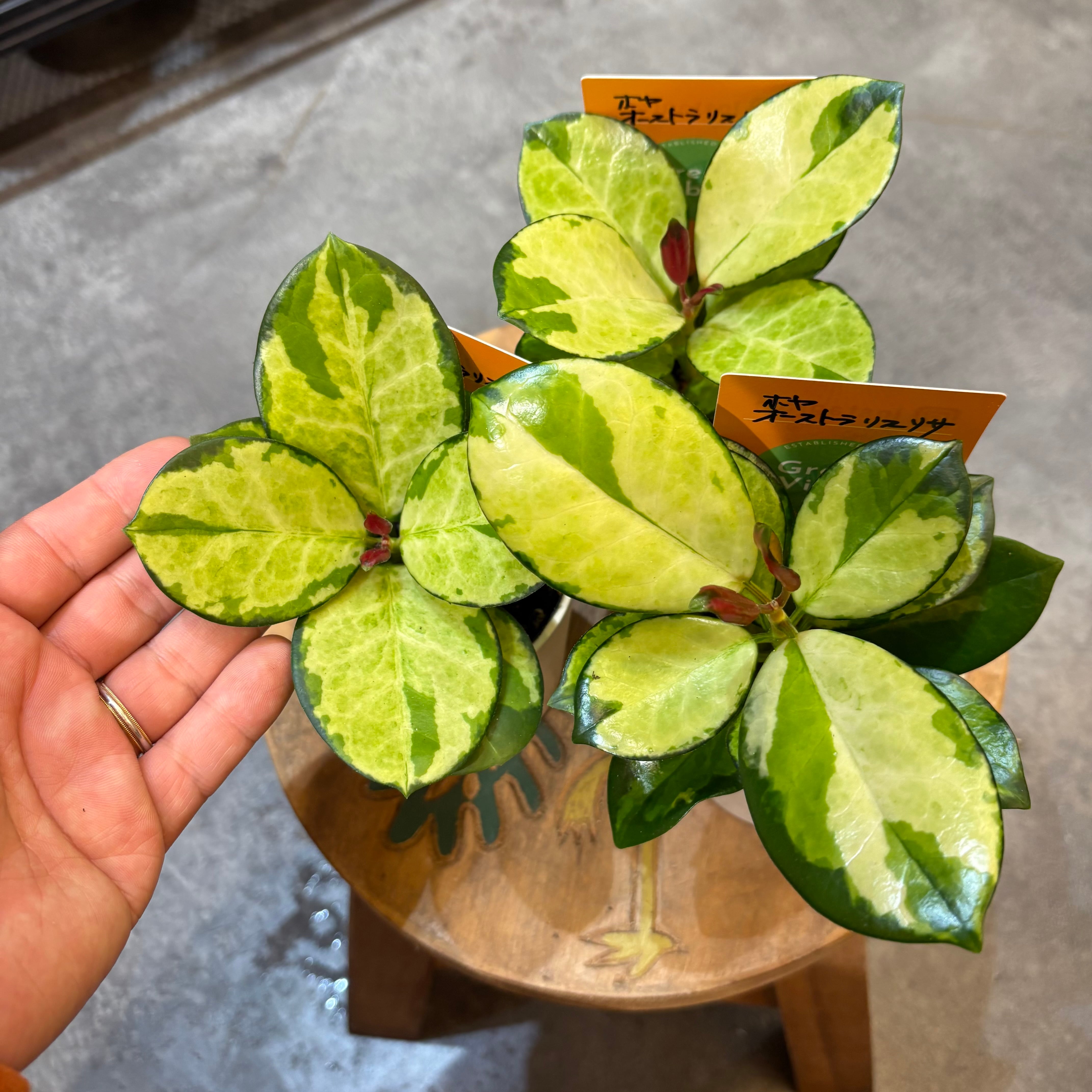 荒木植物園 AOPF.JP 5号鉢 アンスリウム ルクスリアンス×ラディカンス 荒木植物園 AOPF.JP 5号鉢 アンスリウム ルクスリアンス×ラディカンス