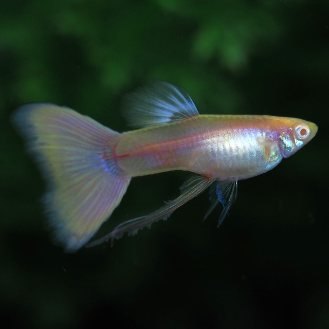 RREAモスコーピンクリボン 若魚1カルテット＋おまけ1ペア＋リボンオス1匹