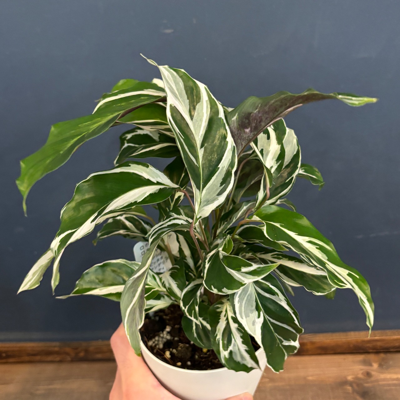 カラテア　ホワイトフュージョン【006】