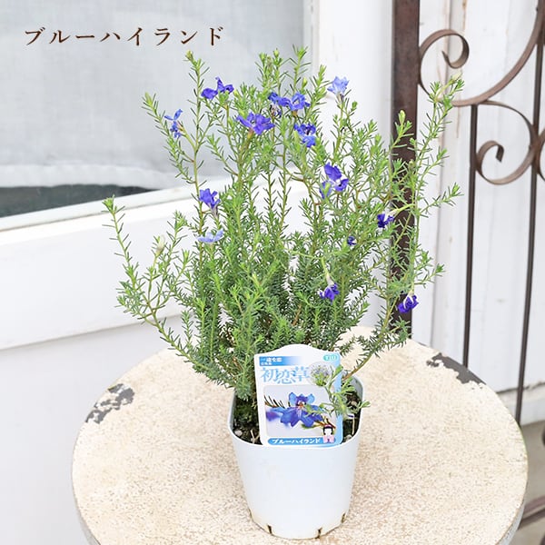 花苗 初恋草 ハツコイソウ レシュノルティア ブルーハイランド 3号 青