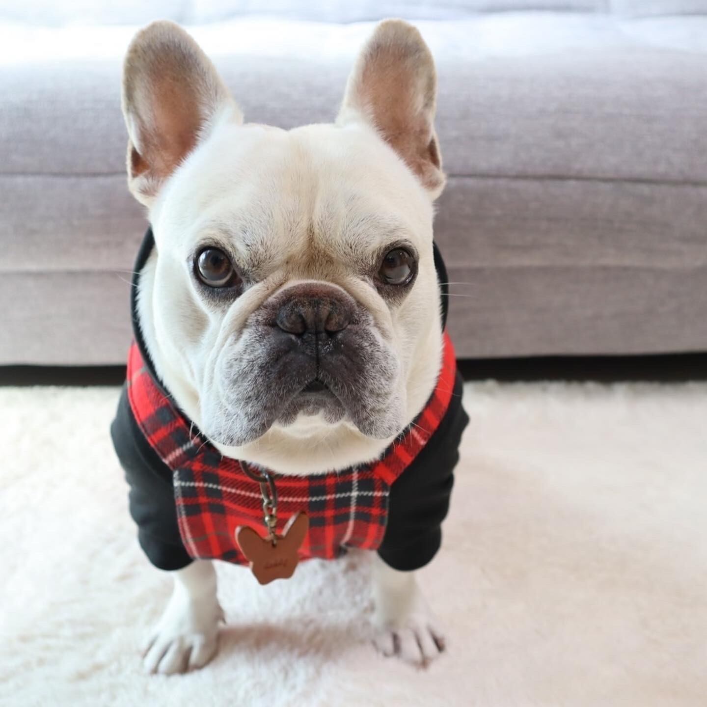 ⑱確認用ページ　ニット生地　ハンドメイド　犬服　フレブル　小型犬 ⑱確認用ページニット生地ハンドメイド犬服フレブル小型犬