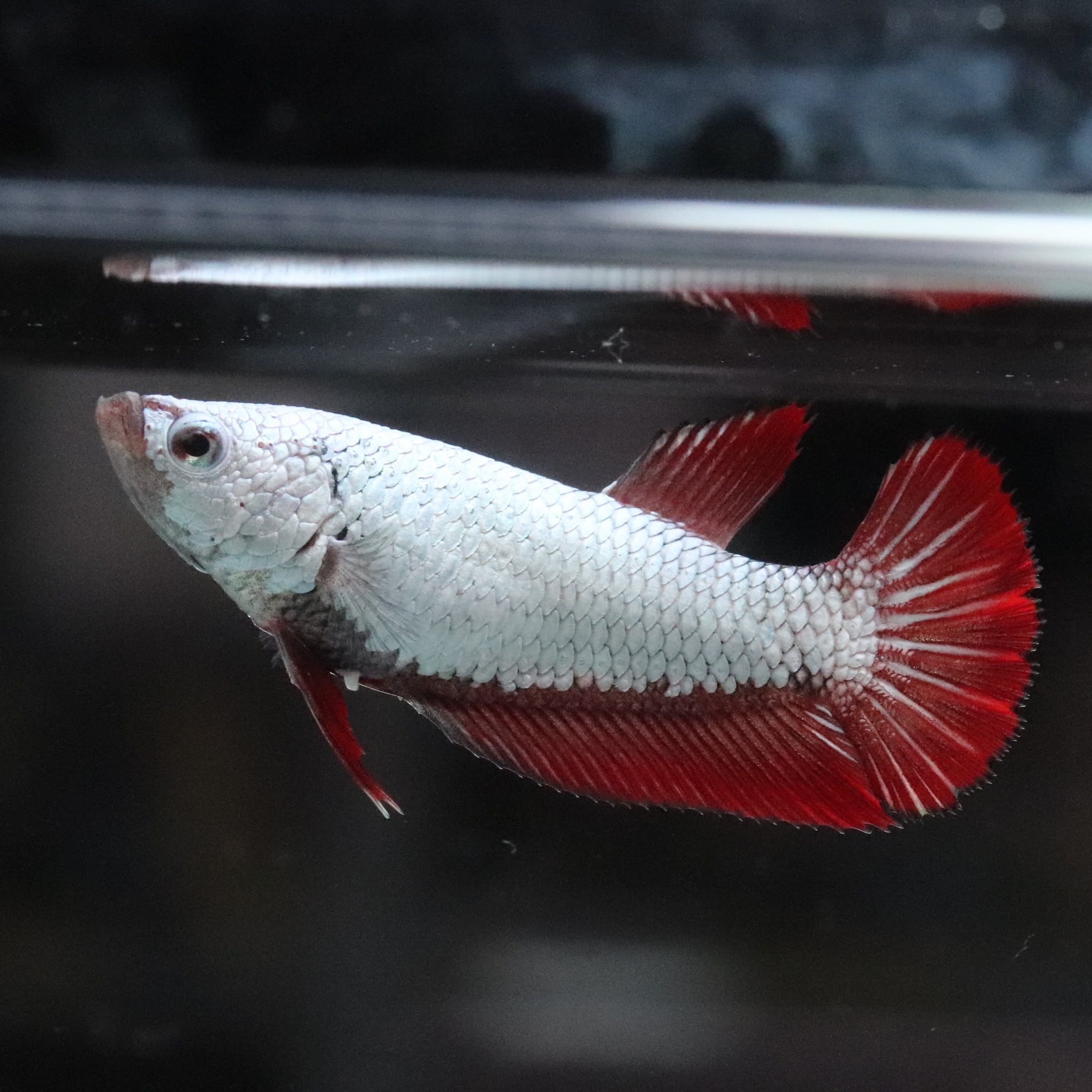 セレクトベタ・ハーフムーン♀038 | aquarium shop earth