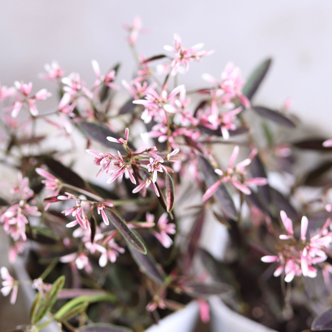 モンディマンシェ　ユーホルビア　ピンクフロスト　寄せ植えに欠かせない｜ピンクのお花　花期が長い　