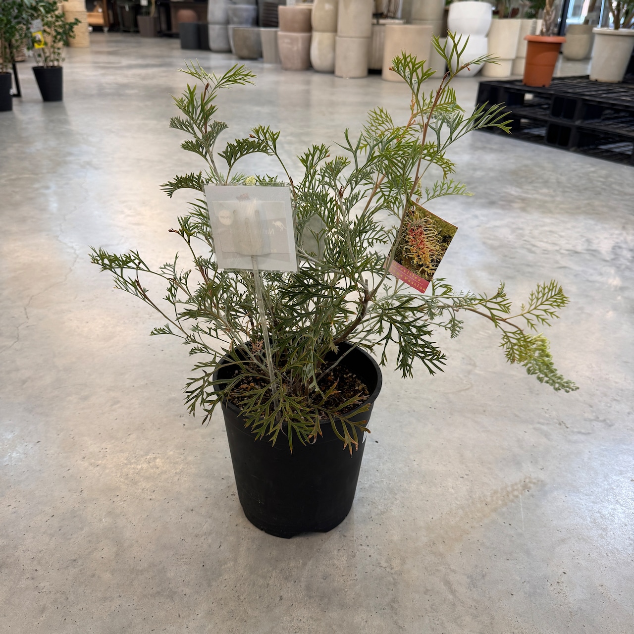 グレビレア　クリームパッション【731】