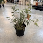 グレビレア クリームパッション【731】