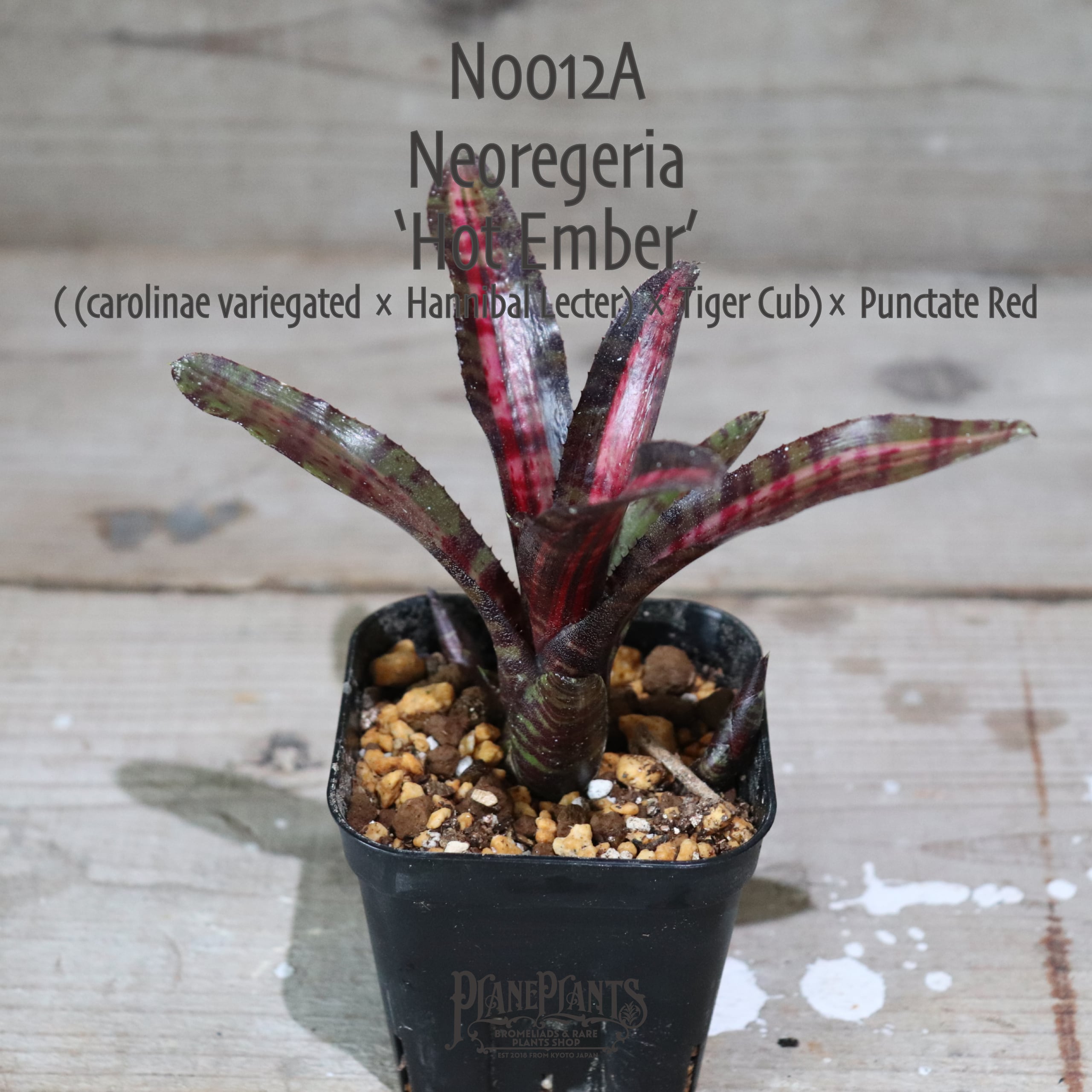 【送料無料】'Hot Embers'〔ネオレゲリア〕現品発送N0012-A