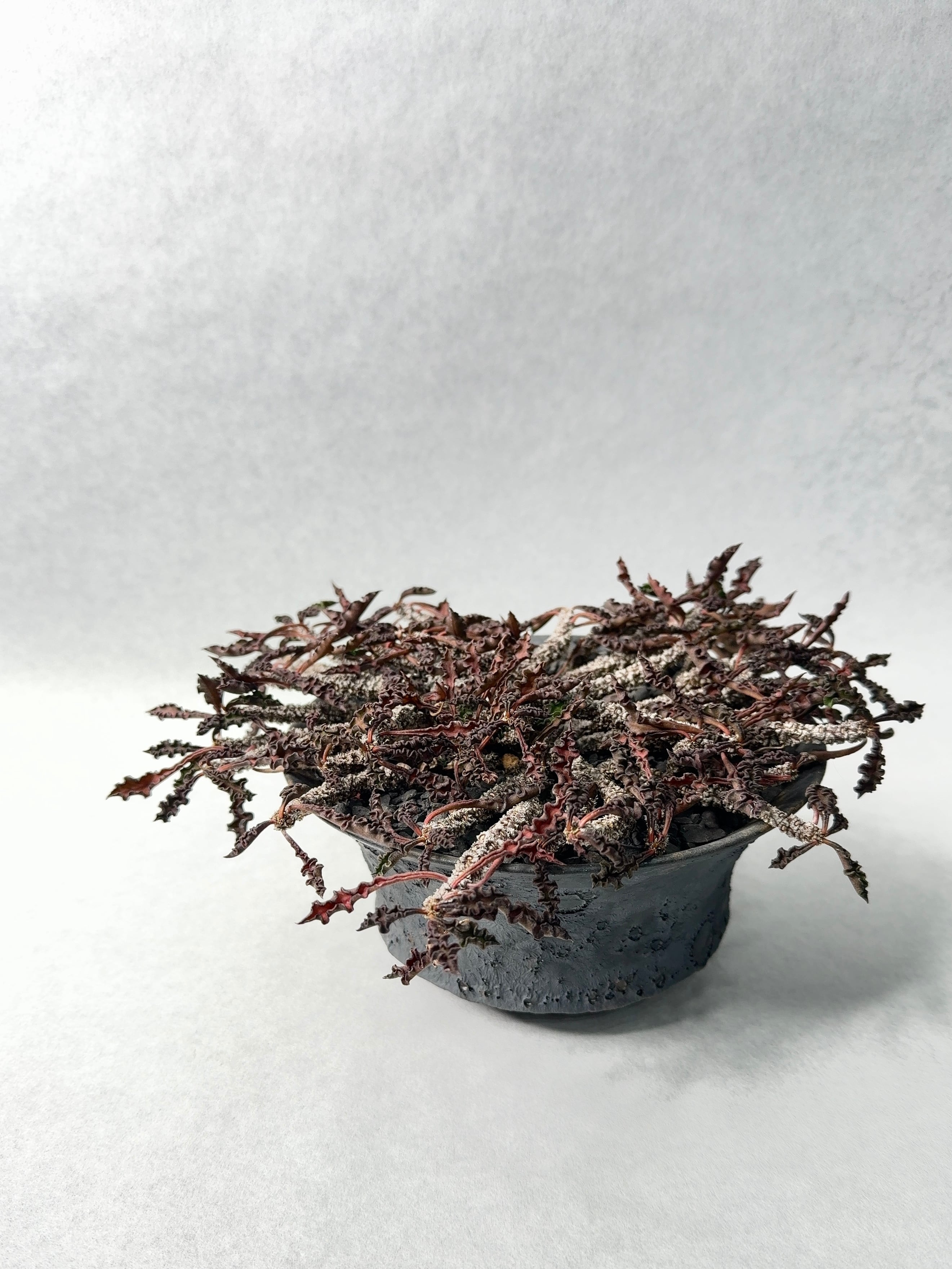 54.ユーフォルビア・デカリー | trigger