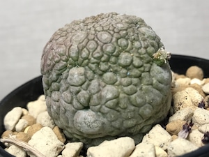 プセウドリトス ミギウルティヌス