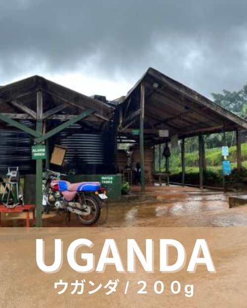ウガンダ　マウントエルゴン　200g