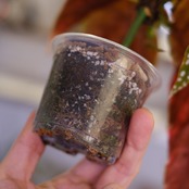 Begonia maculata variegata 'Pink'|ベゴニア マクラータ ピンク斑入り③|観葉植物