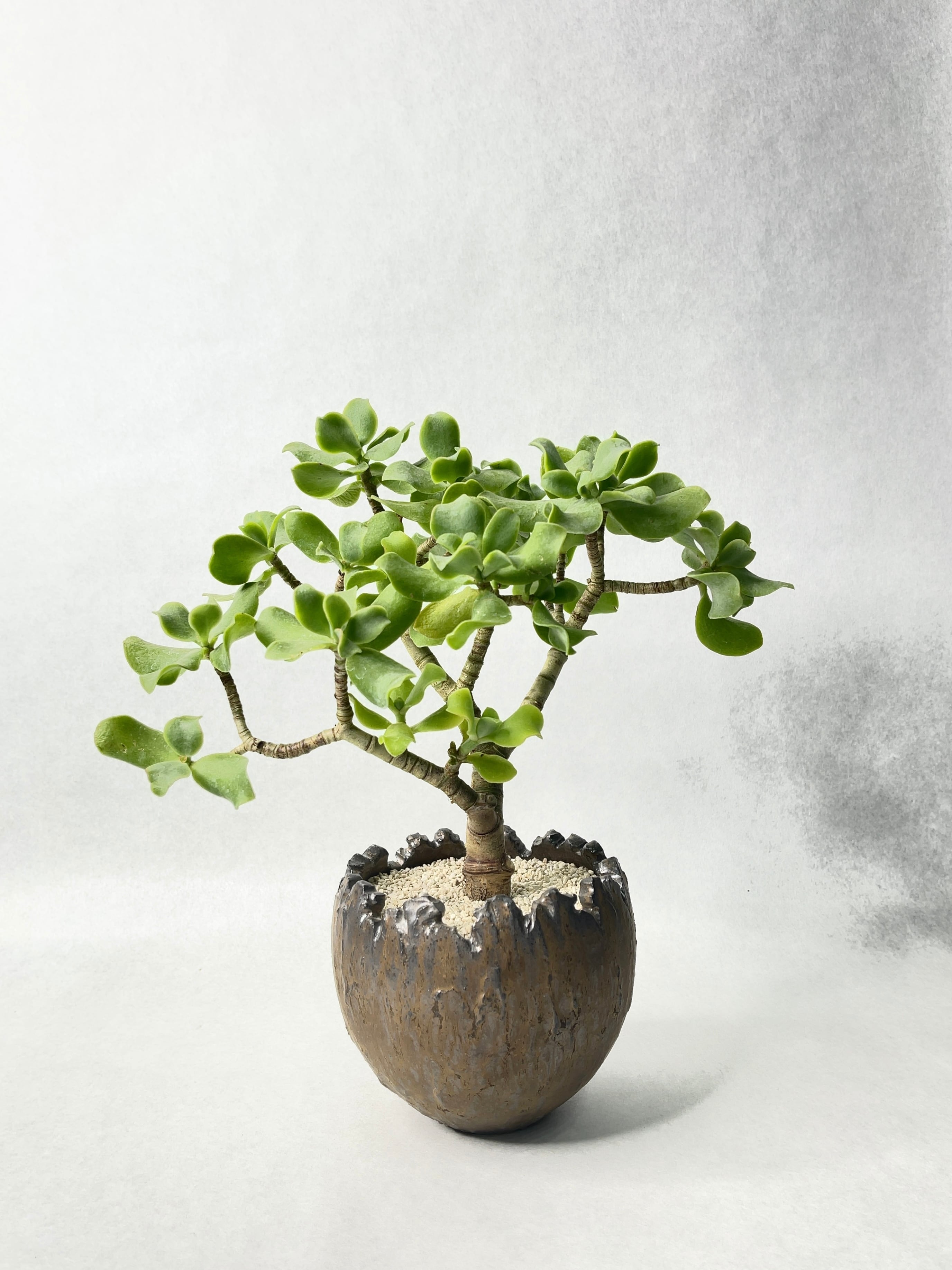 ユーフォルビア・オンコクラータ錦綴化 | trigger