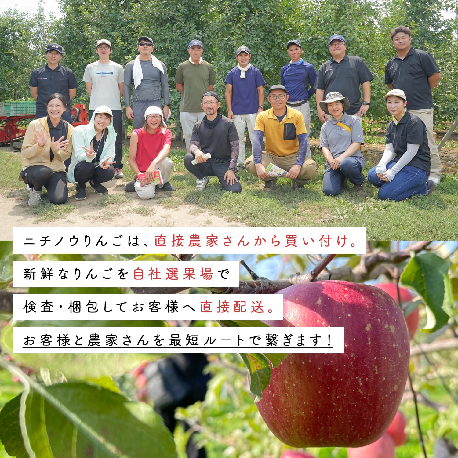 青森県産 ぐんま名月 家庭用訳あり5kg | ニチノウチョイス