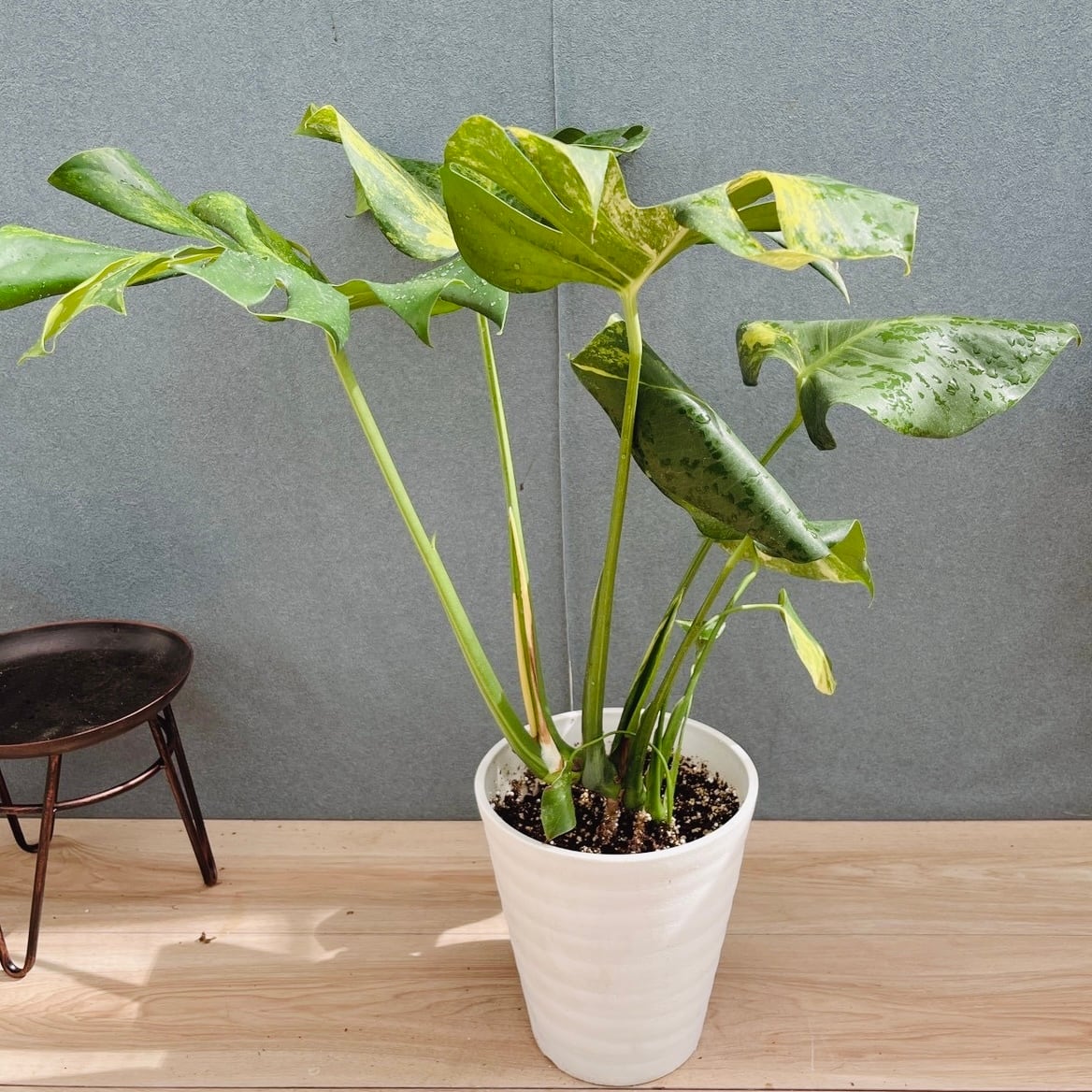 現品］1番 ユッカ エレファンティペス 斑入り 10号 観葉植物 室内 大型