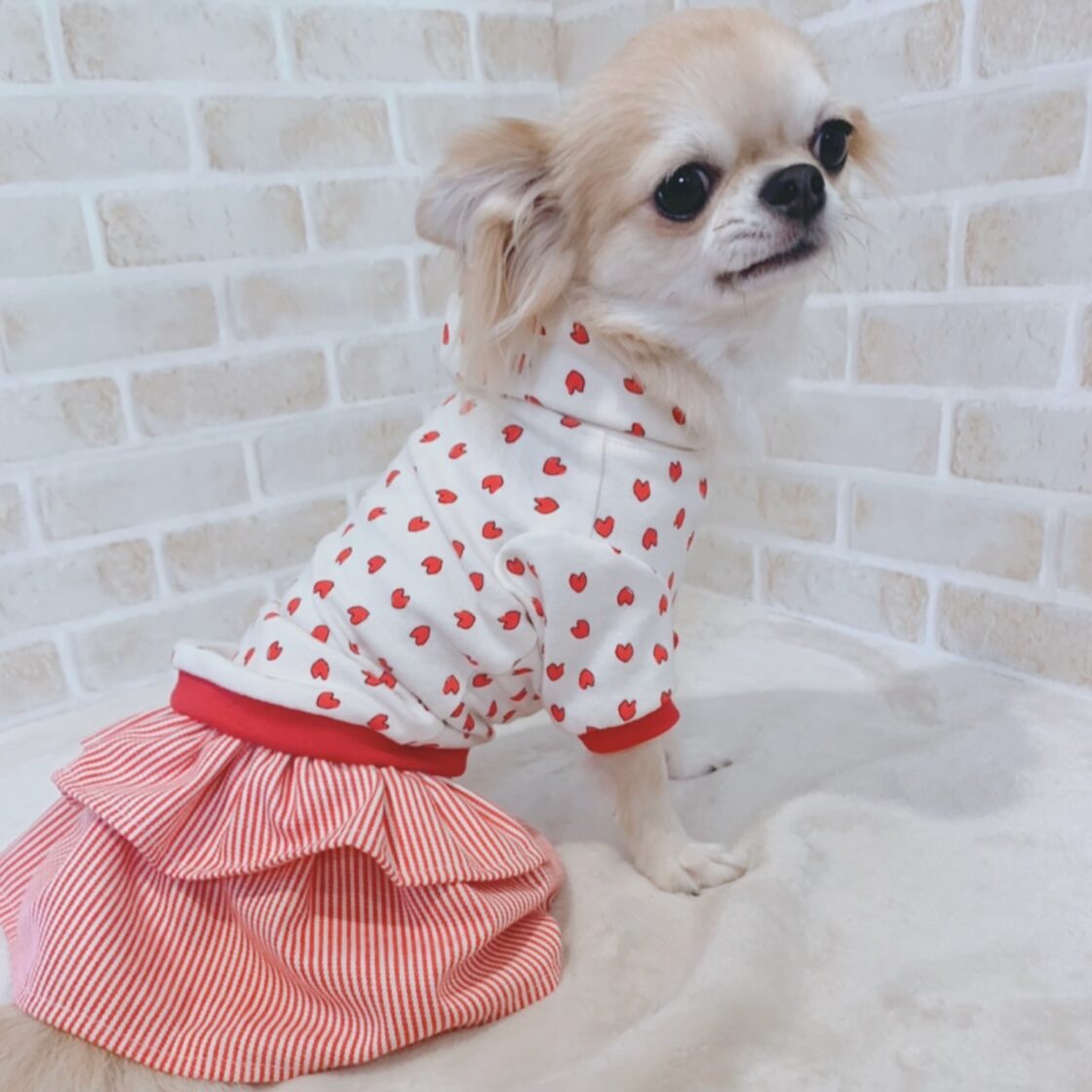 ベージュ ジャンバースカート 犬の刺繍付き 犬服】ストライプ 