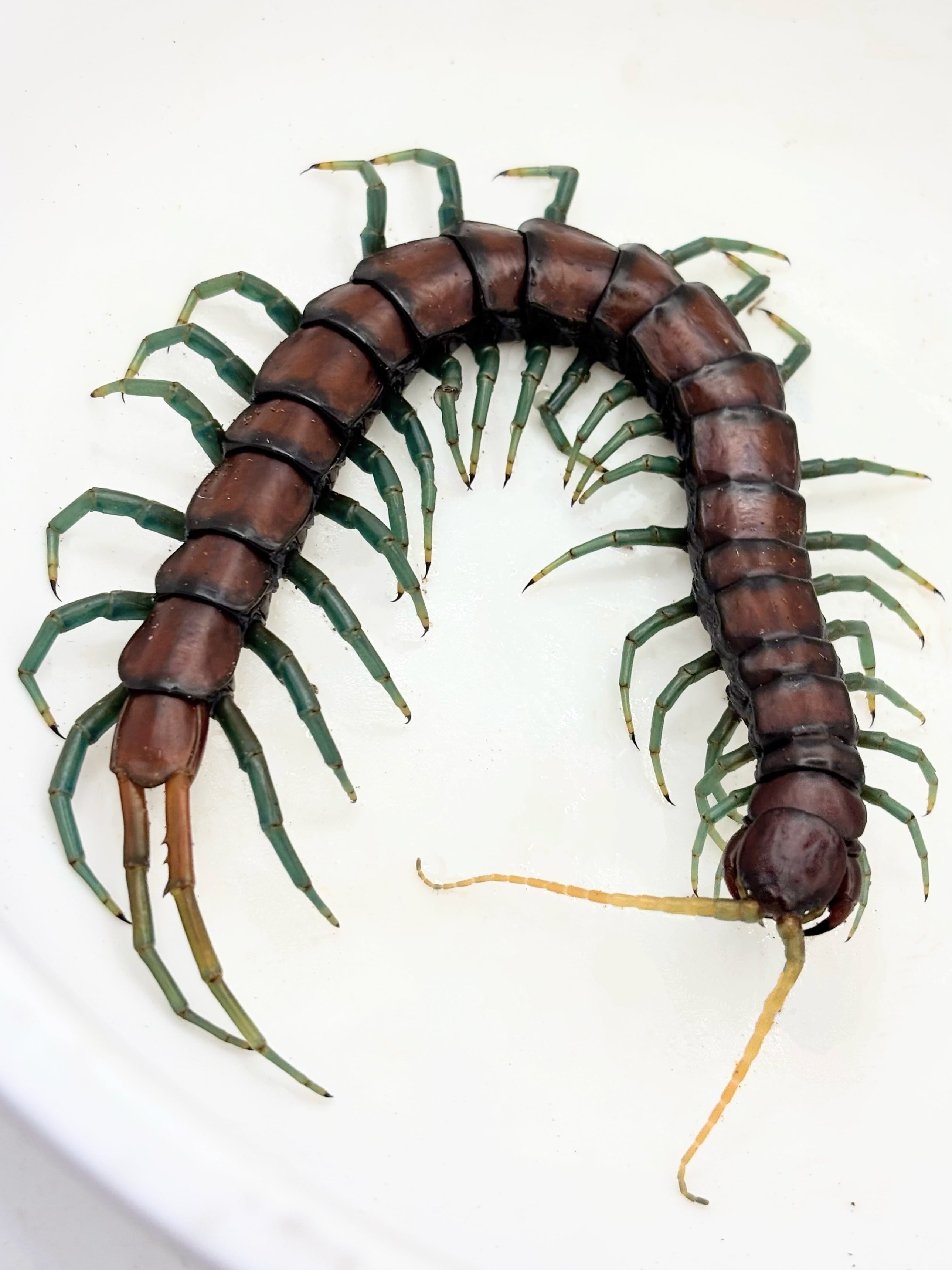 ペルビアンジャイアントセンチピード 1匹 | まるころ商店〜まるくて