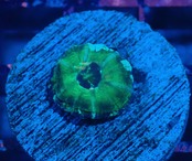 ScolymiaBaby"Green"  2