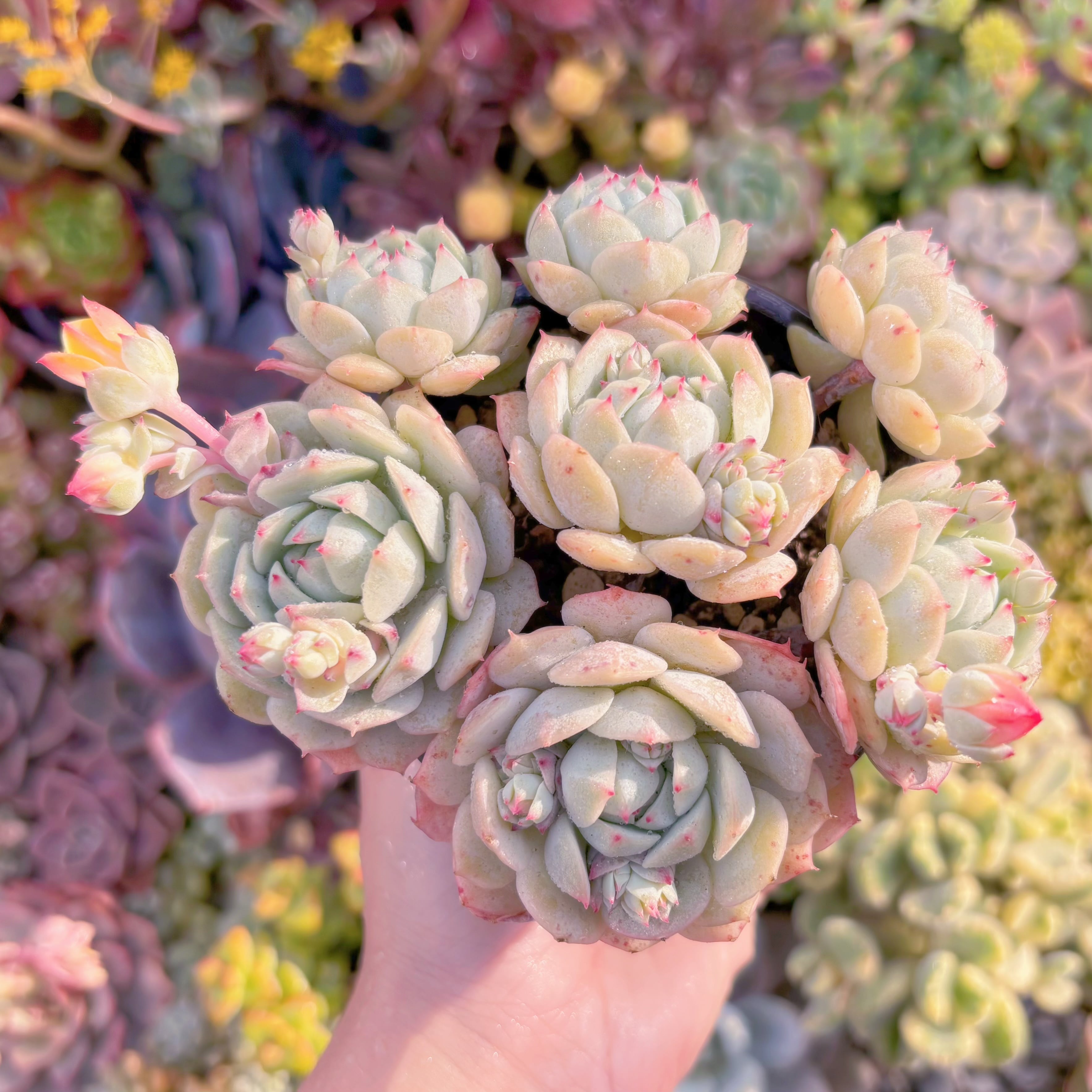 現品　静夜#M145　群生　新入荷　るる農園