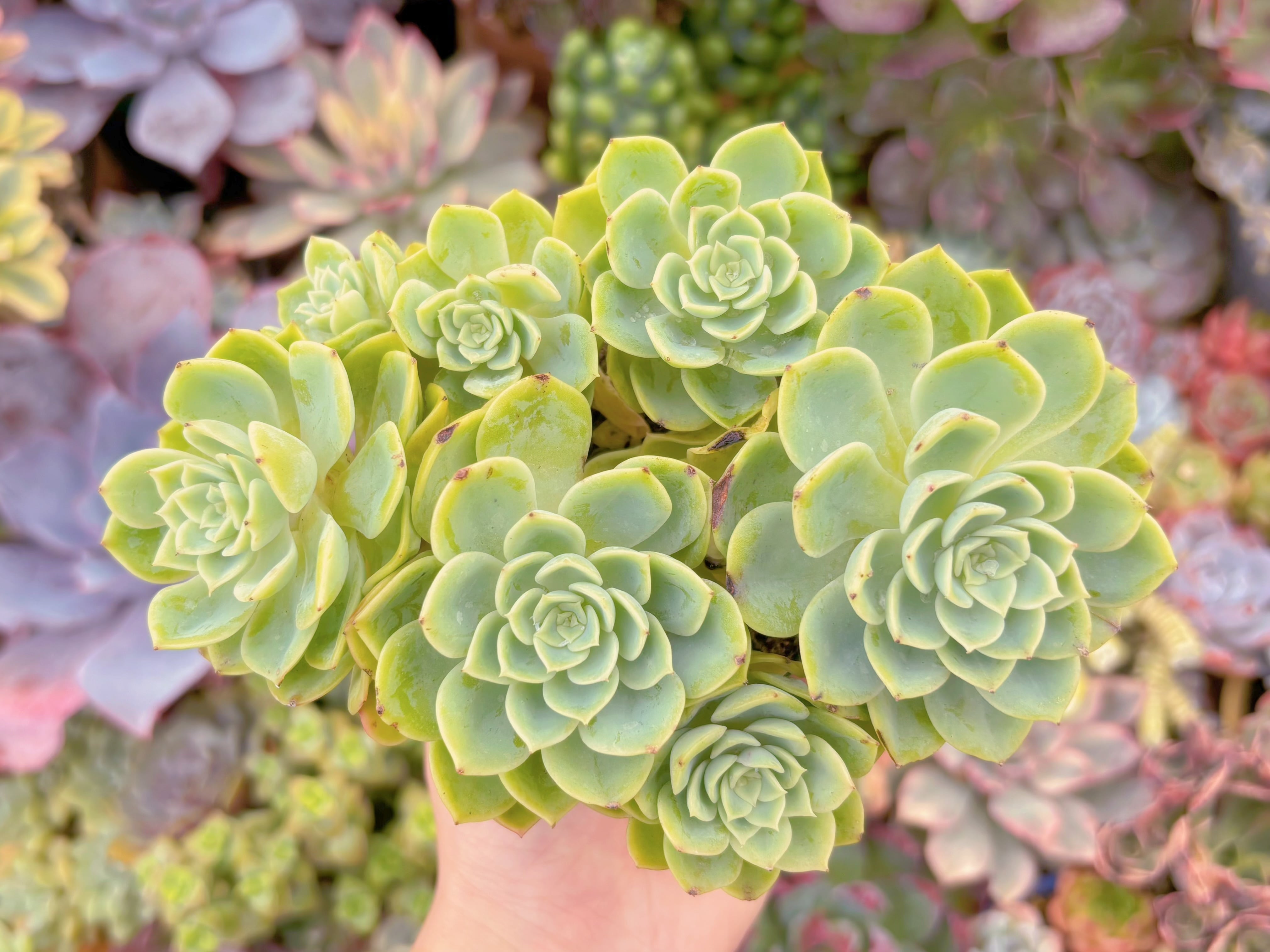 現品　メロン#F036　大群生　るる農園