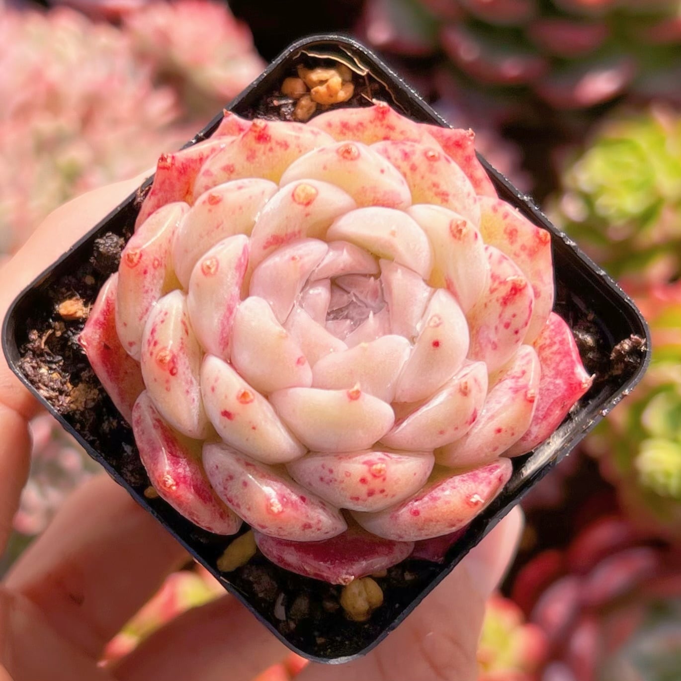 現品　白桃#551   るる農園