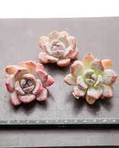 カット苗 ポトシナ Echeveria elegans 'Potosina'
