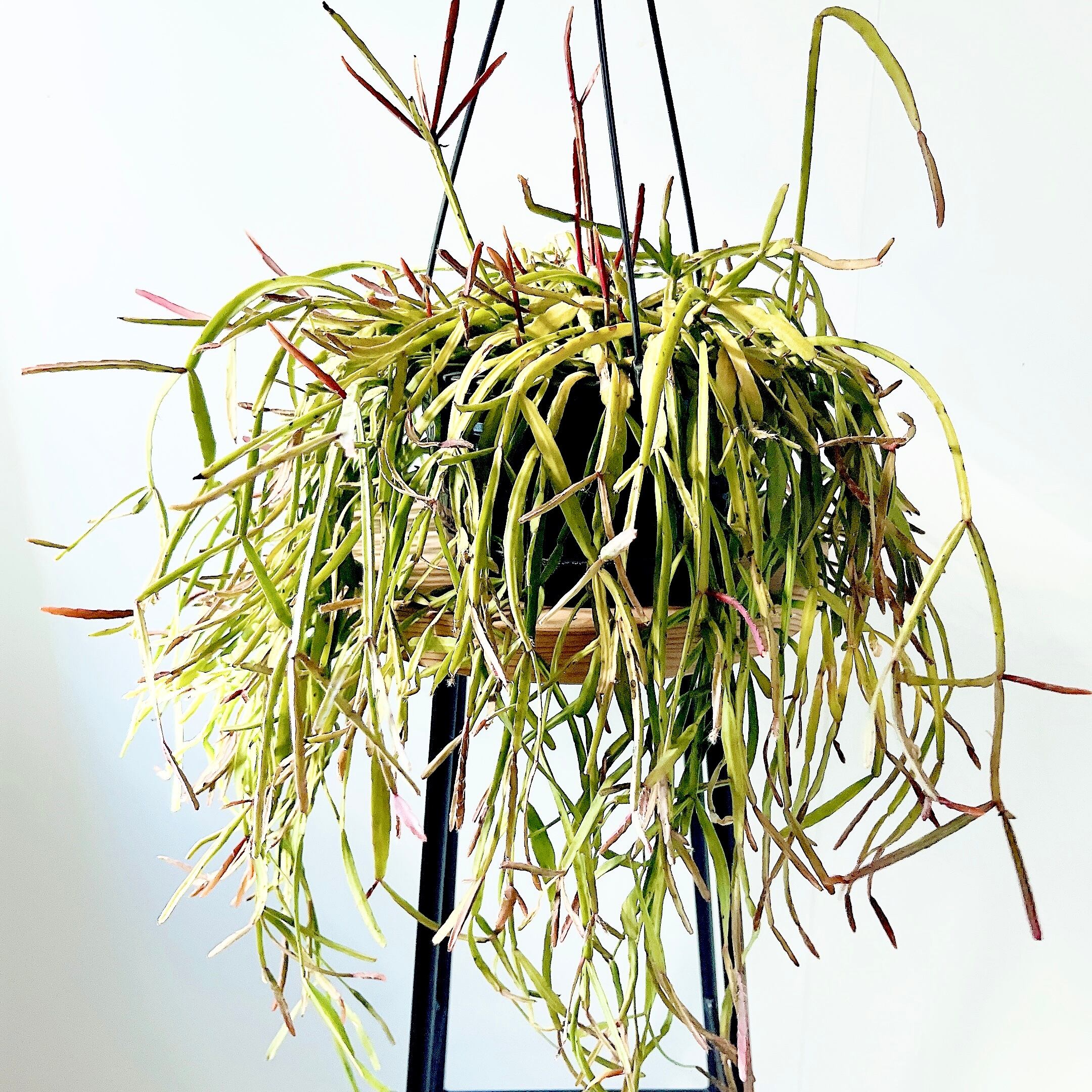 【花芽付き】希少 アカシア コンフェルタ オージープランツ ふわふわ 観葉植物 花芽付き】希少 アカシア コンフェルタ オージープランツ ふわふわ