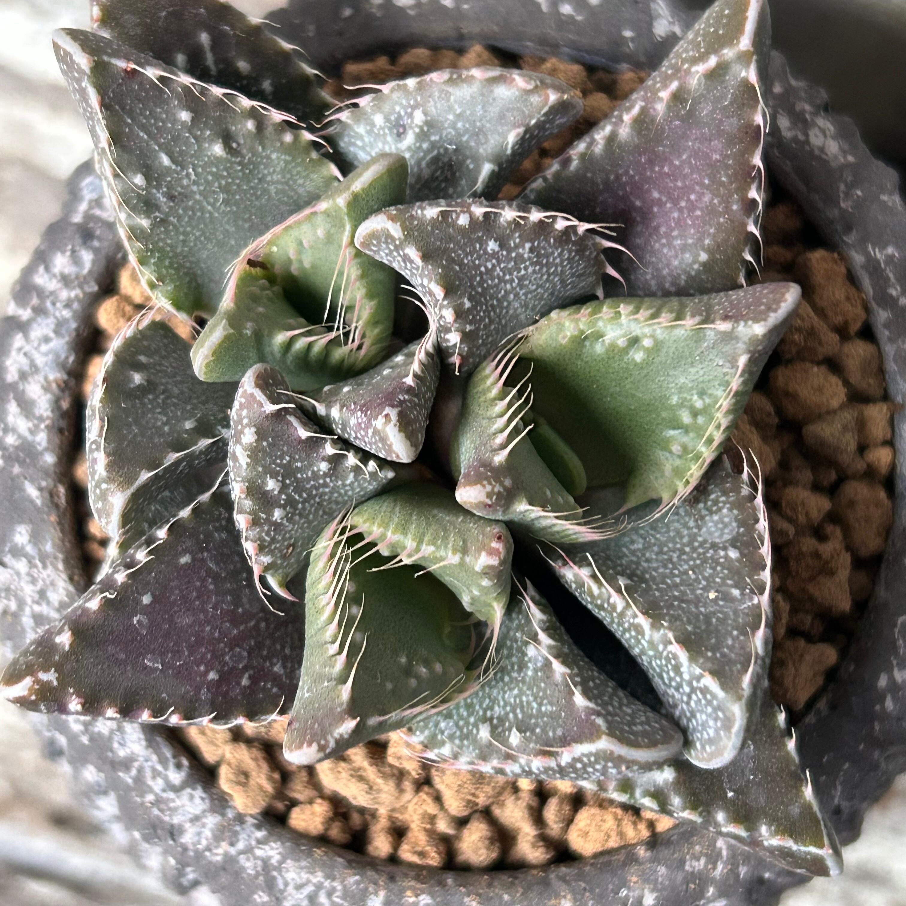 Top【選抜株】多肉植物　21673メドゥーサー綴化 24個　鉢無し/脱土 楽天市場】【訳有りSALE】綴化（てっか）した多肉植物たち。多肉植物