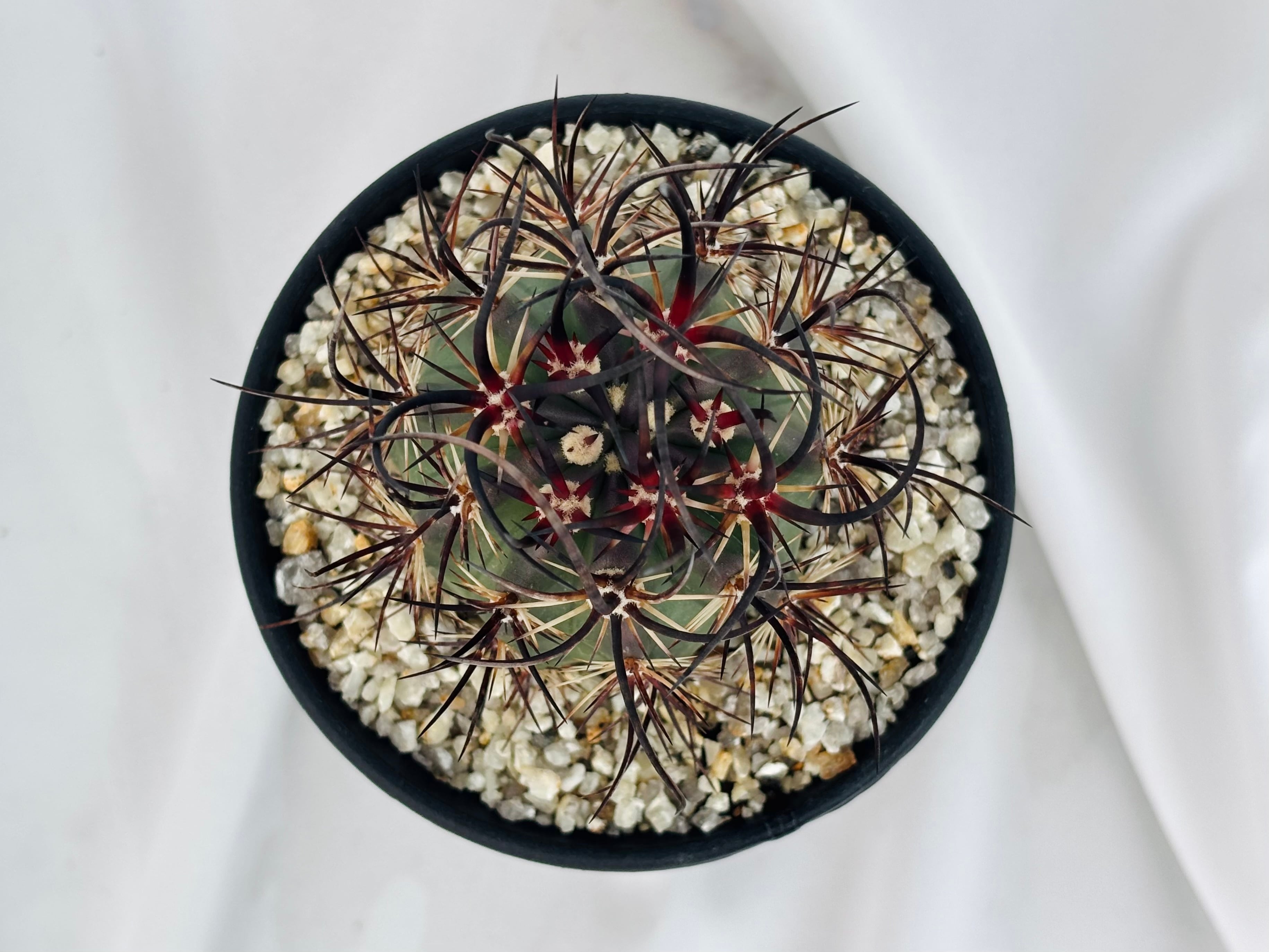 Echinocereus lindsayi エキノケレウス リンゼイ サボテン | plants
