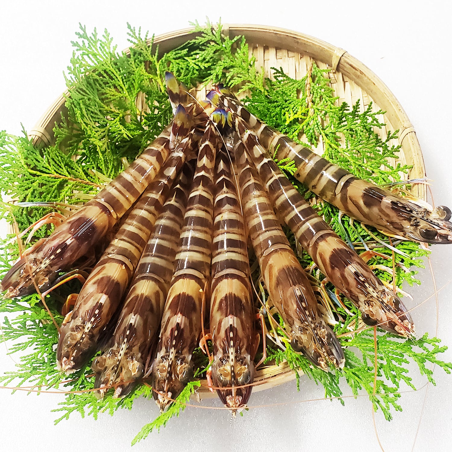 活き車海老 750g (24～34尾)(普通サイズ)熊本県産【産地直送！活きたままお届けで鮮度抜群！】  御歳暮 贈り物 活き 車エビ / クルマエビ / 車えび / 刺し身