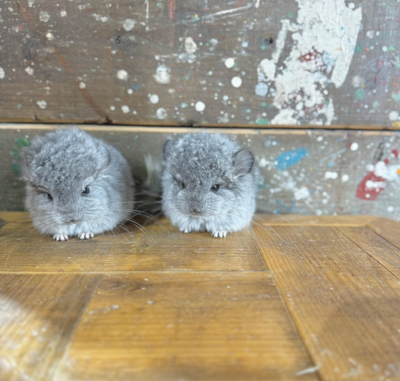 アンゴラチンチラ・スタンダードグレー（バイオレットキャリア）♀ - 3