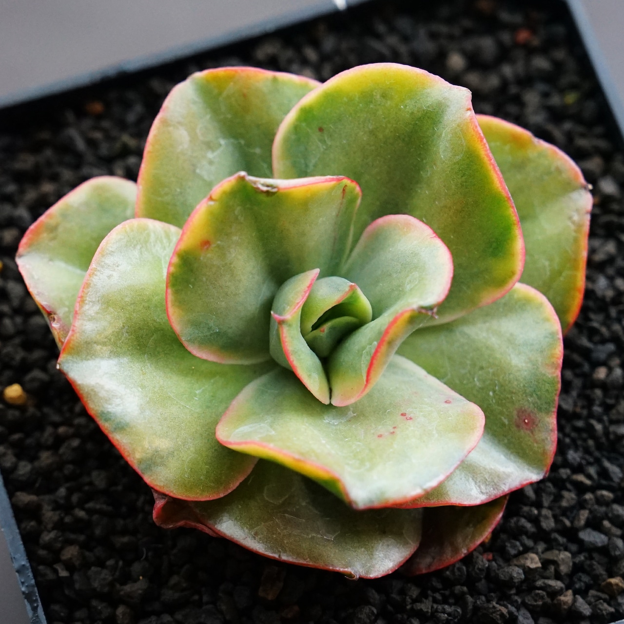 カット苗 古琴錦 【日本初上陸？】 Echeveria 'Mini Gossaon Variegated'