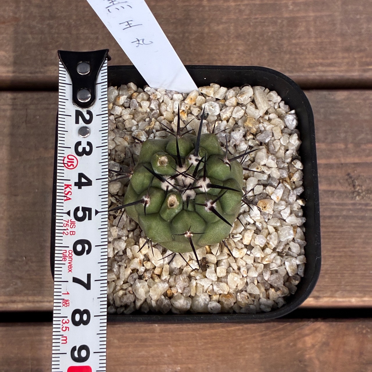 【Copiapoa】サボテン　コピアポア　黒王丸実生【1031】【再撮影】