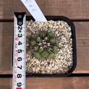 【Copiapoa】サボテン　コピアポア　黒王丸実生【1031】【再撮影】