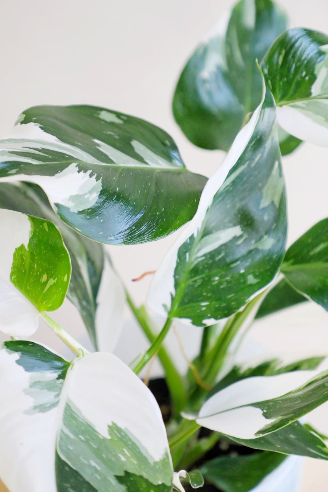 S】フィロデンドロン ホワイトウィザード/Philodendron | 【厳選植物