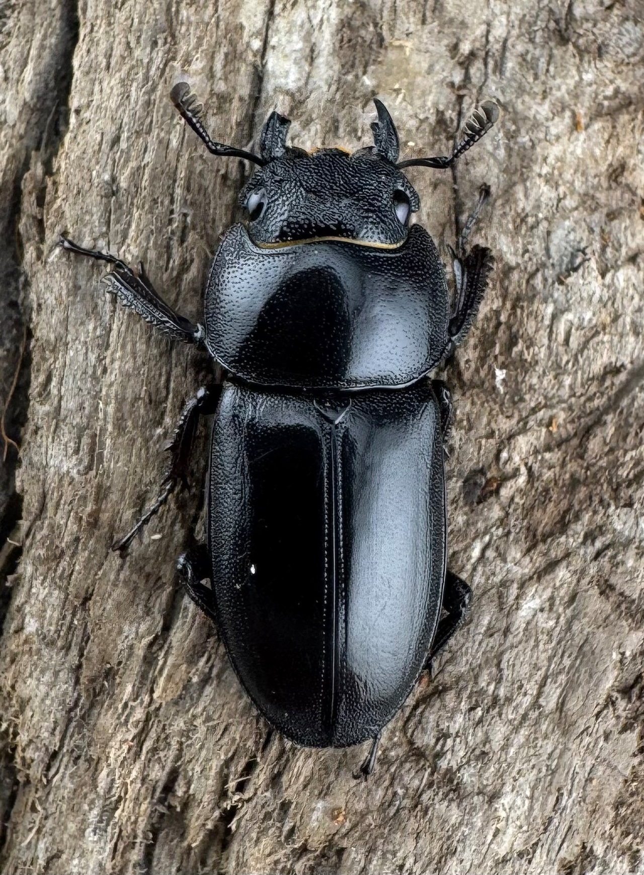 【WD】《トンキンノコギリヒラタクワガタ ベトナム産 47.5mm ペア》