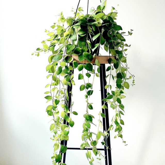 エスキナンサス トリコロール ロングサイズ 観葉植物 calm cafe