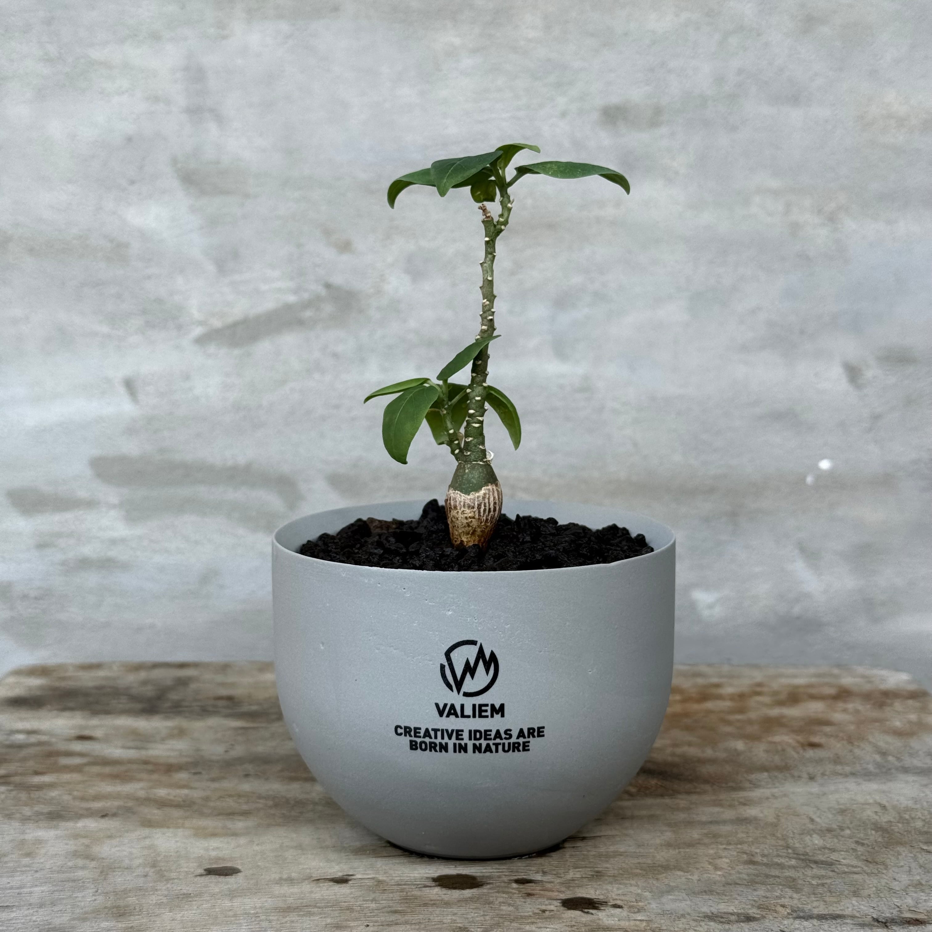 8/10（月）21:00より再販！【植物鉢】 Valiem GHOST（BOWL / Lサイズ