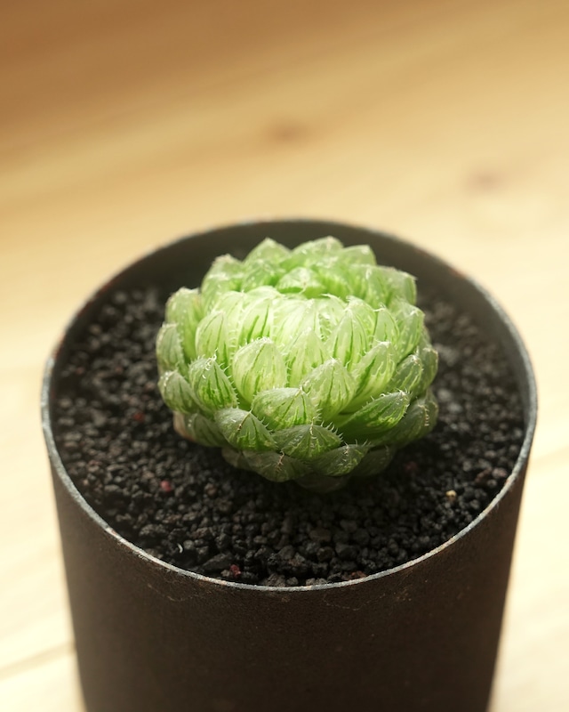 カット苗 ハオルチア 雲翠錦(エメラルドLED錦) Haworthia 'Emerald LED Variegated' カット苗 ハオルチア 雲翠錦(エメラルドLED錦) Haworthia 'Emerald LED Variegated'